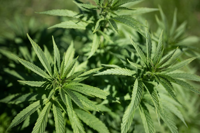 Hochbeete mit rund 700 Cannabispflanzen nahe Leipziger Schule entdeckt