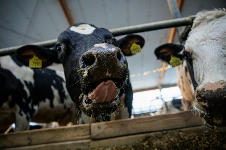 Bundesregierung einigt sich auf Änderungen am Tierschutzgesetz