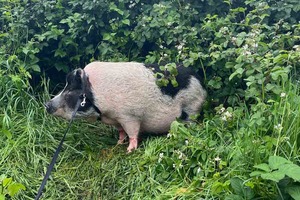 Schwein auf der A3 bei Oberhausen ausgebüxt