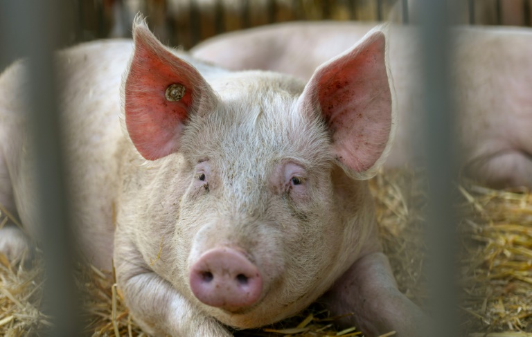 Immer weniger Schweine und Rinder in Deutschland gehalten