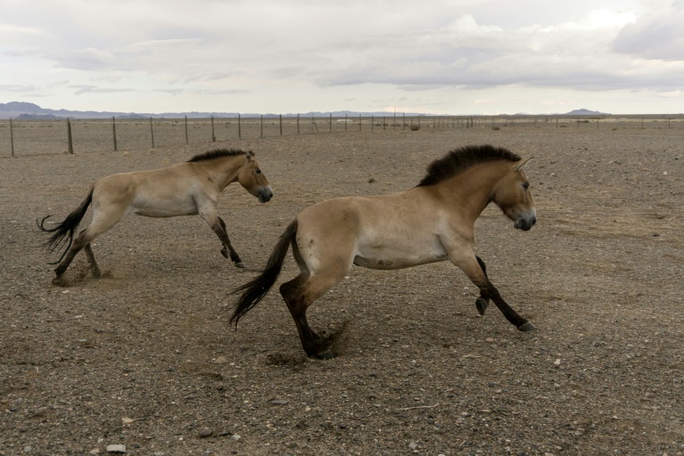 Przewalski-Pferde aus Berlin werden in der kasachischen Steppe angesiedelt
