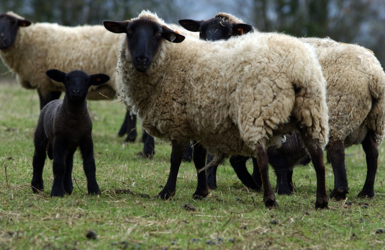 Unbekannte stehlen in Schleswig-Holstein 87 Schafe von Deich