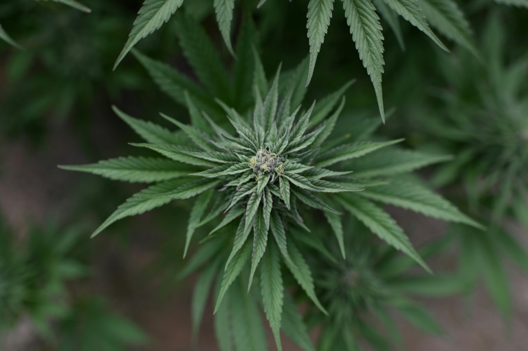Cannabisplantage in Einfamilienhaus in niedersächsischem Lemwerder entdeckt