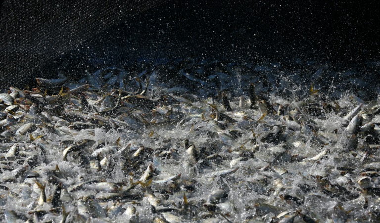 17 Tonnen Lachs in Schleswig-Holstein gestohlen - hunderttausend Euro Schaden