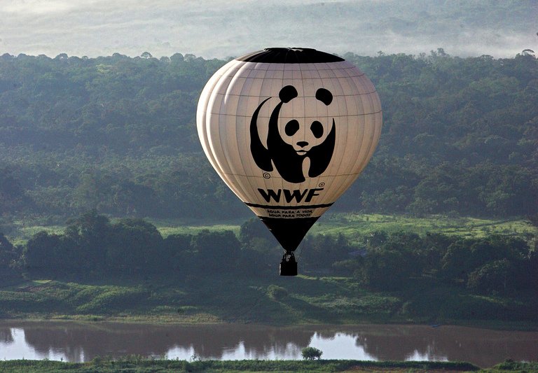 Bericht: "Massive" Finanzlücken beim WWF - Entlassungen geplant