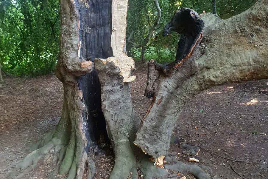 Baumfällung am Ruhrufer