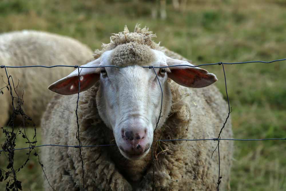 Blauzungenkrankheit bei Schaf nachgewiesen