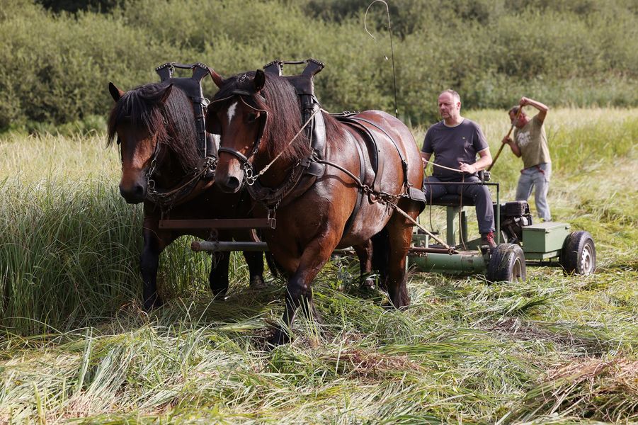 Französische Kaltblut-Wallache mähen Wiese in Düsseldorf