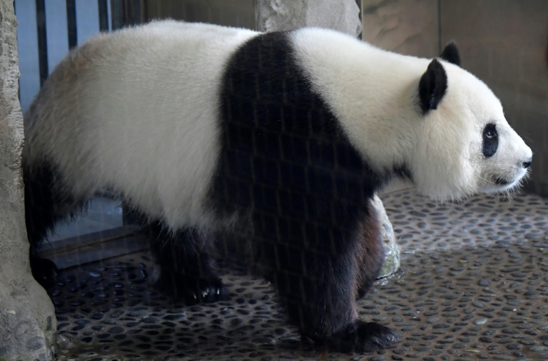 Panda-Weibchen Meng Meng in Berliner Zoo ist wieder schwanger