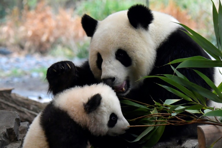 Berlin erneut im Pandafieber: Bärin Meng Meng bringt erneut Zwilligen zur Welt