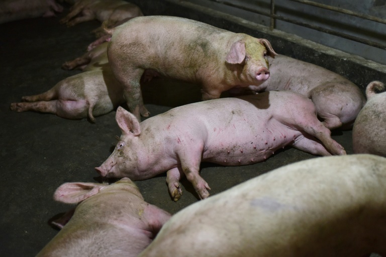 Fleisch im Supermarkt: Greenpeace pocht auf Fortschritte hin zu besserer Tierhaltung