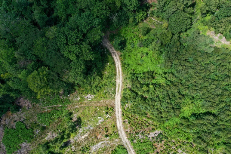 FDP kündigt Blockade bei Änderungen des Waldgesetzes an