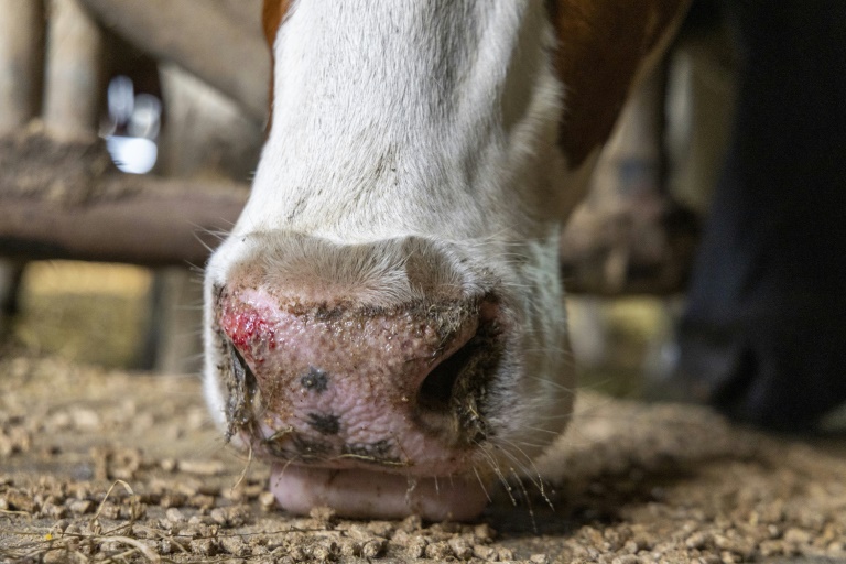 Agrar-Versicherer erwartet Millionenschäden durch Blauzungenkrankheit