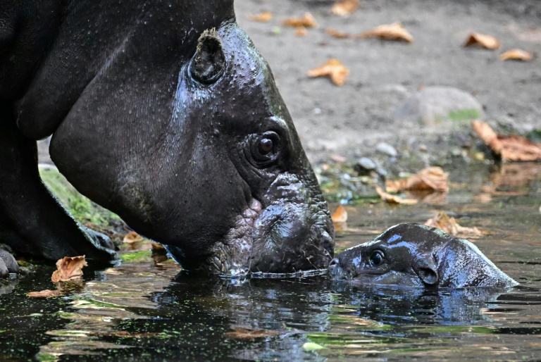 Auf Tauchstation: Mini-Hippo in Berliner Zoo erstmals auf Außenanlage unterwegs