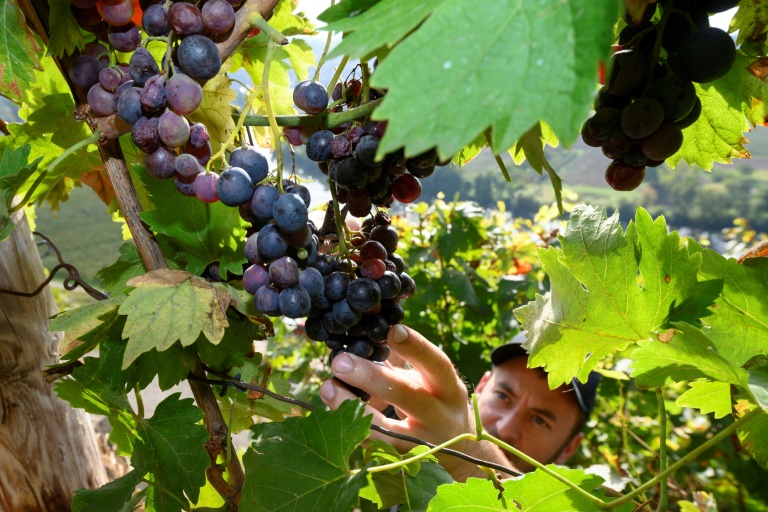 Weinlese mit Trauben für den Federweißen hat begonnen