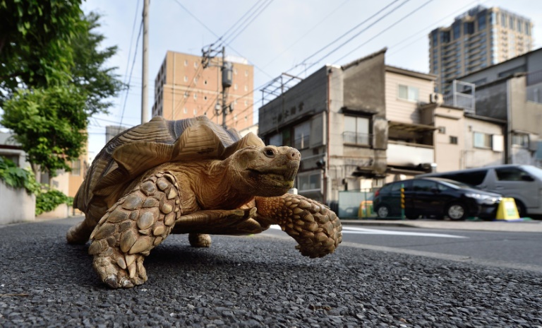 Ausgebüxte Schildkröte in Mainz nach sechstägiger Wanderschaft wieder aufgetaucht