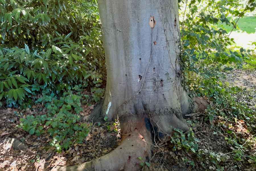 Versuch der Zerstörung einer Rotbuche im Essener Achthausenpark