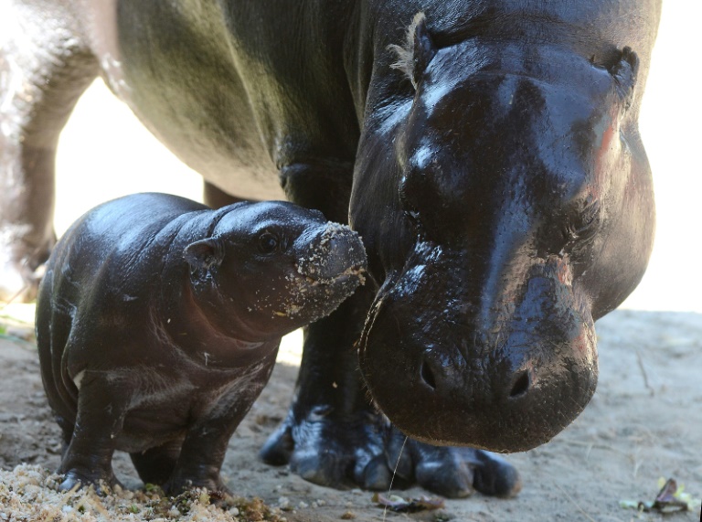 Namenssuche abgeschlossen: Zwergflusspferdbaby in Berliner Zoo heißt Toni