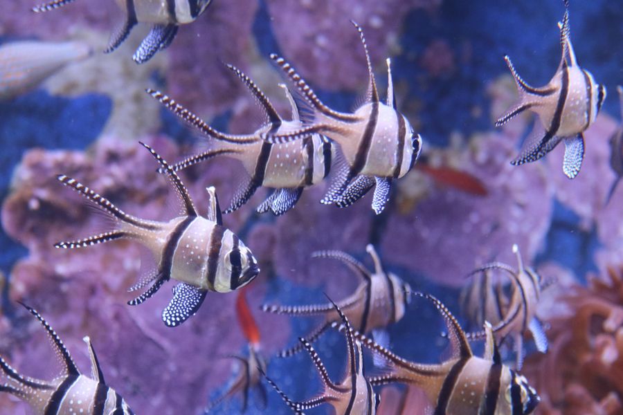 "Internationaler Tag der Meeresfische" im Aquazoo Düsseldorf