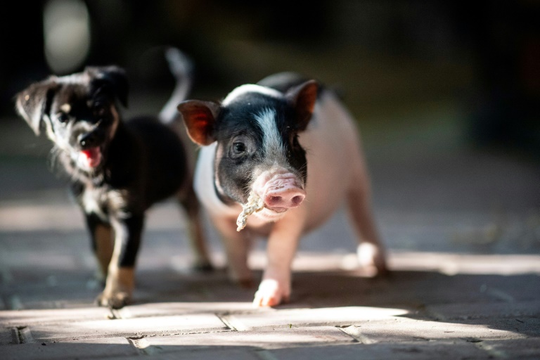 Rheinland-pfälzisches Gericht verbietet Haltung von Minischweinen in Wohngebiet