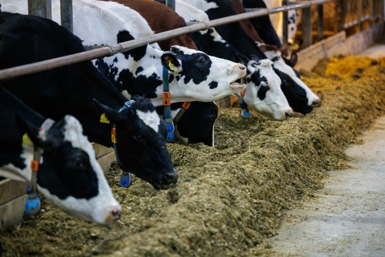 Milcherzeuger-Verband: Butter könnte bis Weihnachten so teuer werden wie nie zuvor