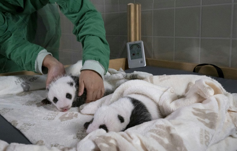 Wenige Wochen alte Pandazwillinge ab Mitte Oktober in Berliner Zoo zu sehen