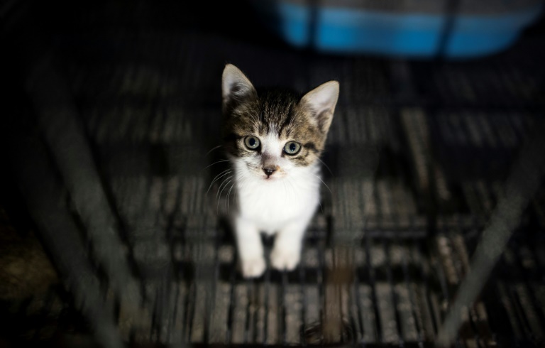 Katzen schalten Staubsauger ein und sorgen für Polizeieinsatz in Bremerhaven