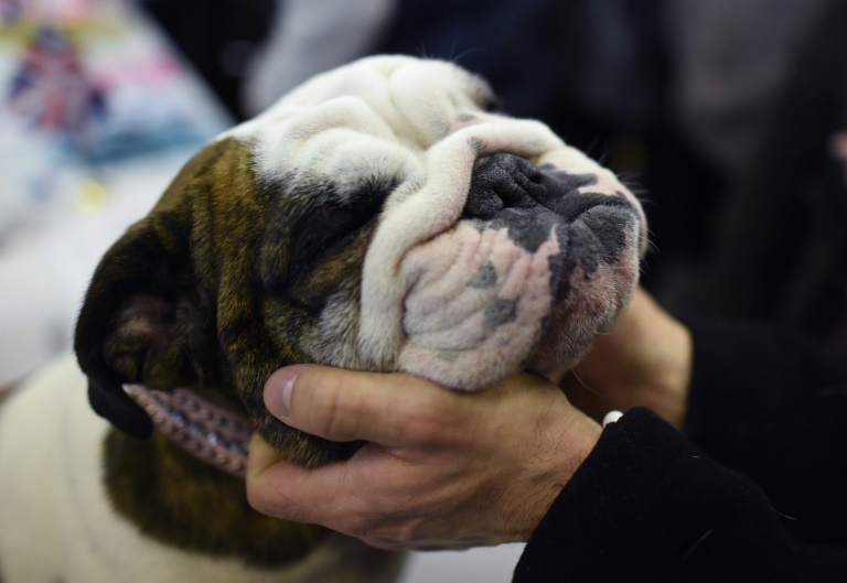 Aggressiver Hund verletzt in Nordrhein-Westfalen drei Menschen