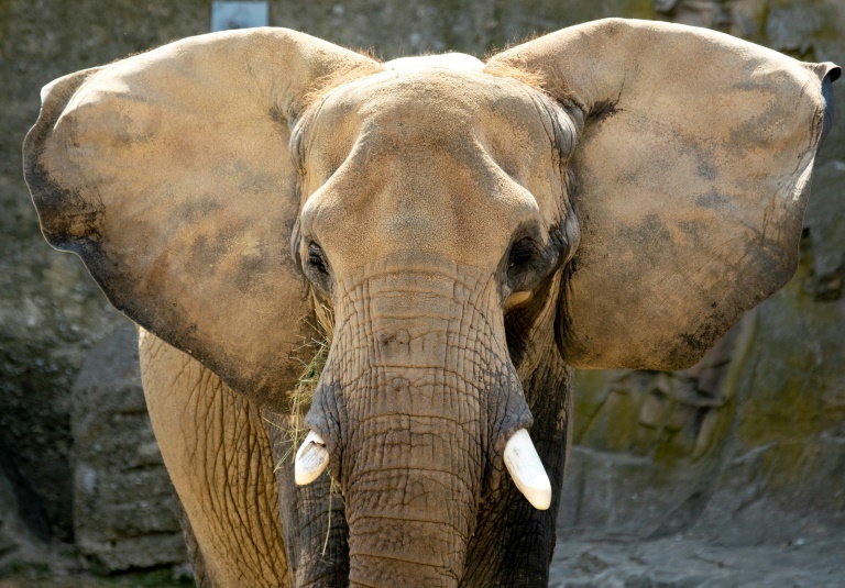 Ein Elefant vergisst nie: Studie bestätigt sprichwörtliches Elefantengedächtnis