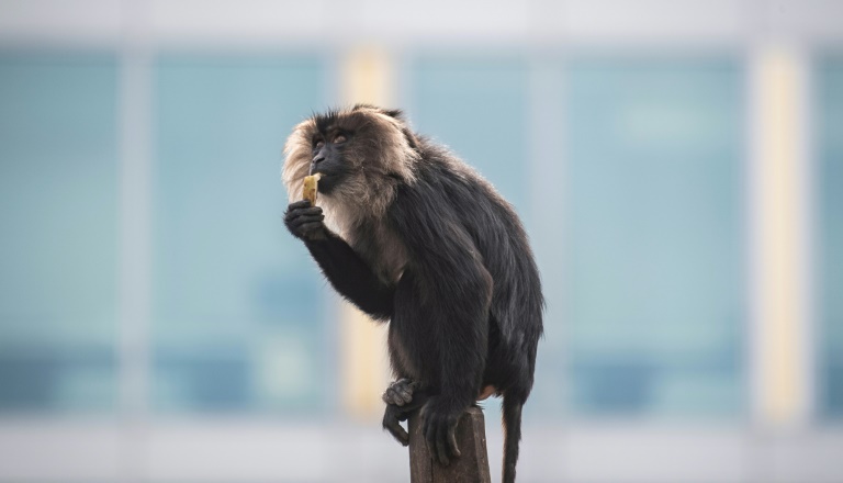 Diebstahl von Bartaffenweibchen aus Leipziger Zoo: Anklage erhoben