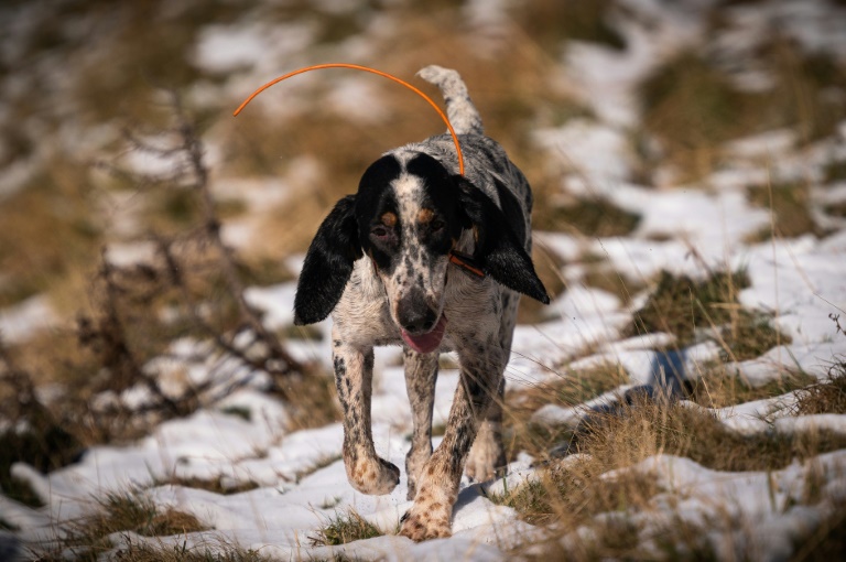 Rechtes statt linkes Bein von Hund operiert: Gericht sieht keinen Behandlungsfehler