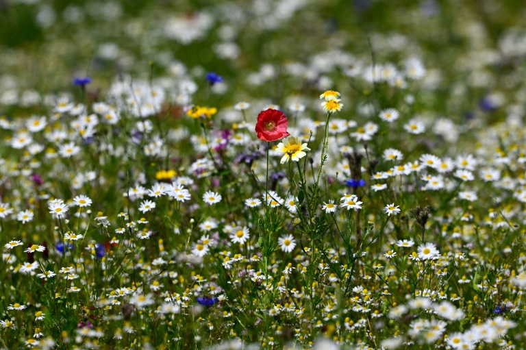 EuGH: Keine Umweltprüfung bei Verordnungen zu Natura-2000-Schutzgebieten nötig