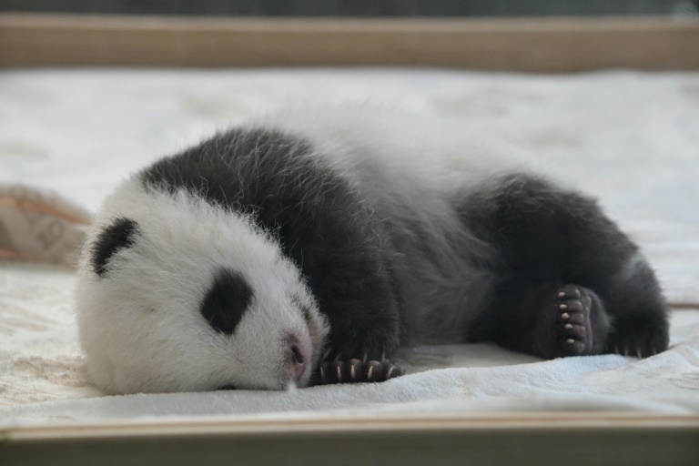 Pandazwillinge in Berliner Zoo erstmals Öffentlichkeit präsentiert