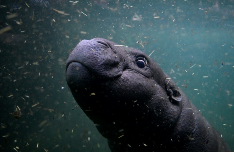 Mini-Flusspferd Toni wagt sich in Berliner Zoo erstmals in tieferes Wasser