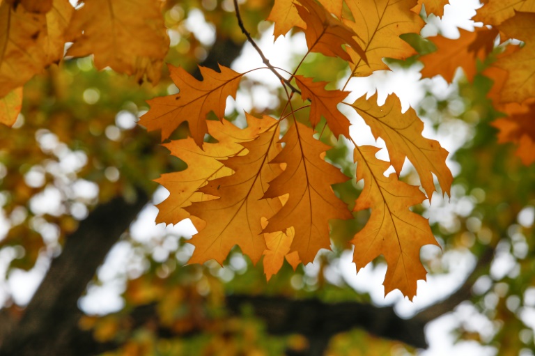 Besonders klimaresiliente Roteiche ist Baum des Jahres 2025