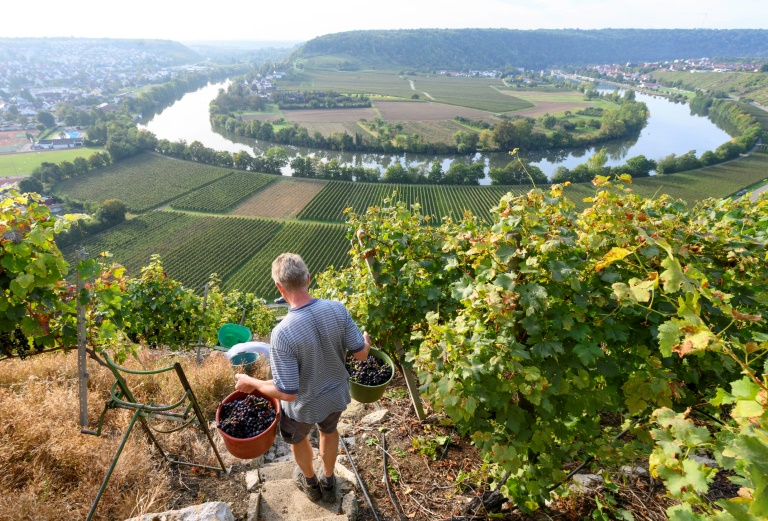 Weinernte in diesem Jahr eher klein - aber qualitativ gut