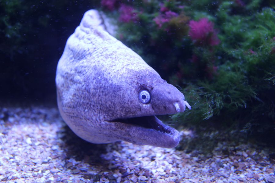 Halloween-Führung durch den Aquazoo Düsseldorf