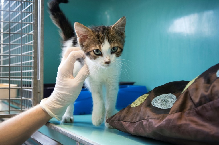 Urteil: Katzenhalterin haftet für Kosten von Tierklinik bei Notfallbehandlung