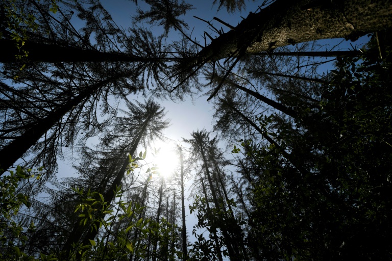 Nützlich für Forstwirtschaft: Holzwespen-Schlupfwespe ist Insekt des Jahres 2025