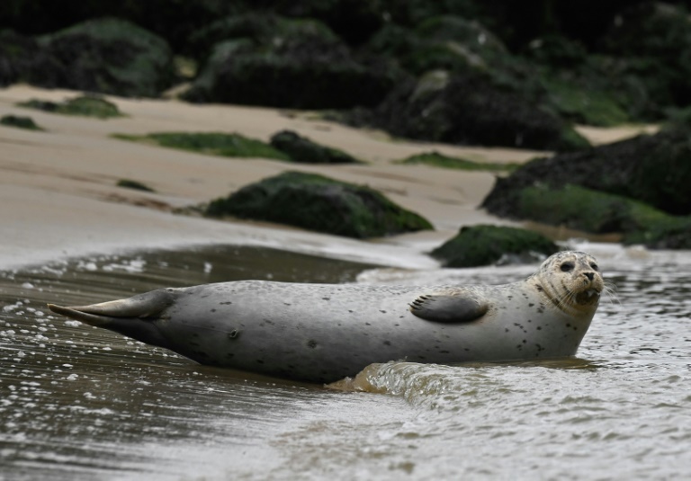 Zahl der Seehunde im Wattenmeer nimmt ab: Genaue Ursache laut neuem Bericht unklar