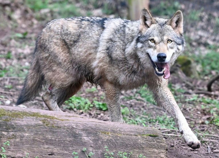 Wolfsbestand wächst weiter: In Deutschland leben rund 1600 Tiere und 209 Rudel