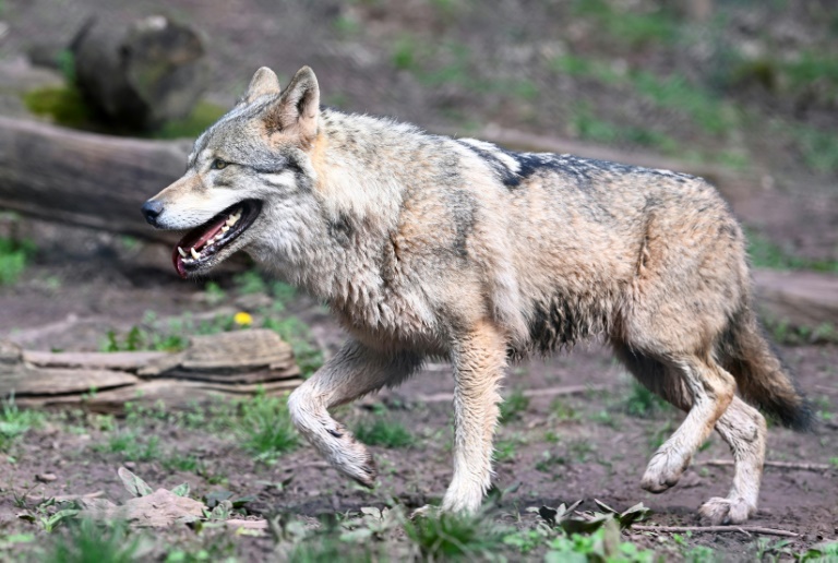 Wolf reißt offenbar mehrere Tiere in Cottbus - zwei Rentiere in Tierpark tot