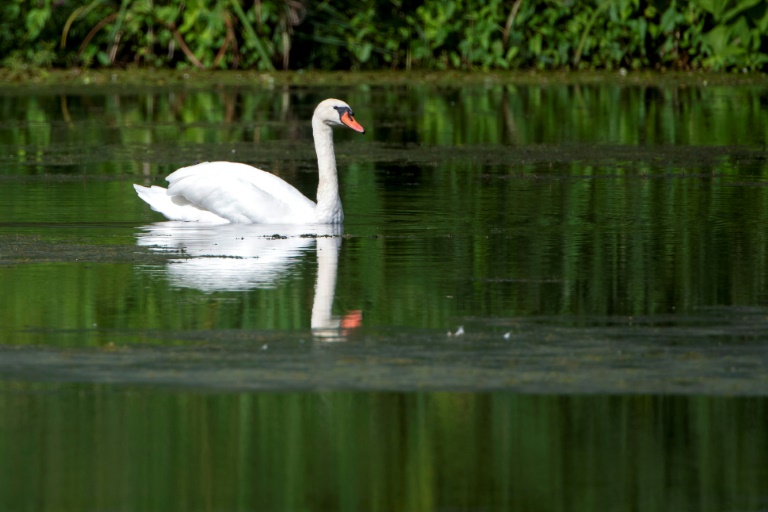 Unbekannte wildern Schwan an Moselufer in Rheinland-Pfalz