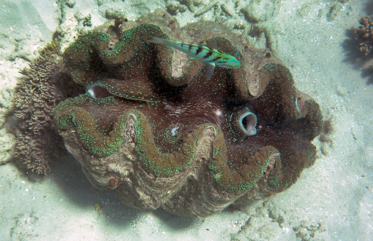 Zoll in Bayern entdeckt dutzende Hälften von geschmuggelten Riesenmuscheln