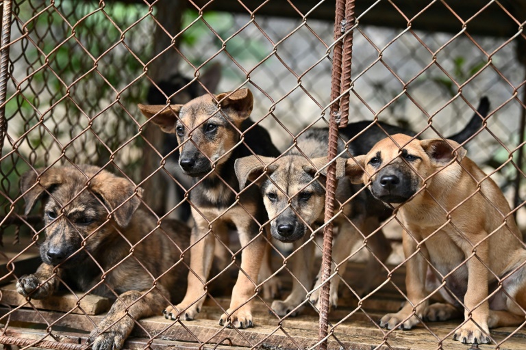 Veterinäramt nimmt Frau aus Niedersachsen wegen Mängeln bei Haltung 75 Hunde weg