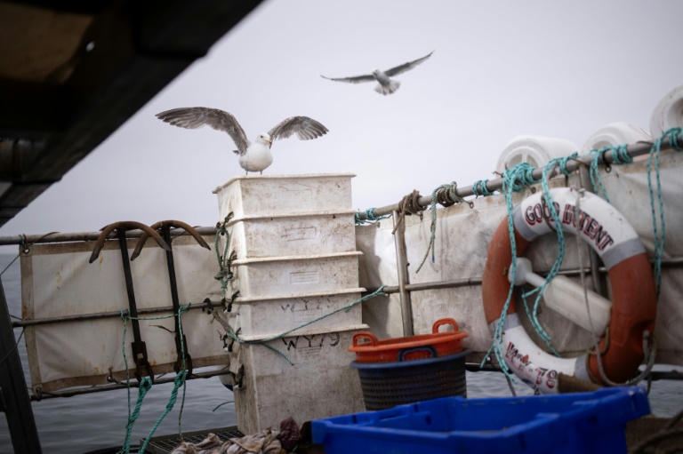 EU-Fischfangquoten: Weniger Hering und mehr Scholle für Nordsee-Fischer