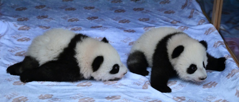 Pandazwillinge in Berliner Zoo heißen Leni und Lotti