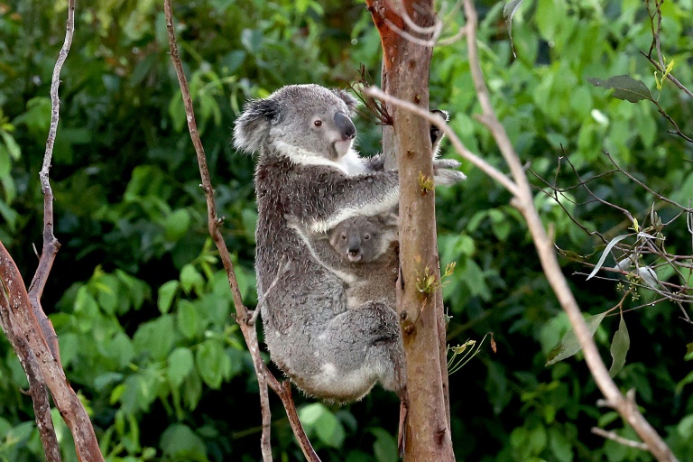 Zwei Koalababys in Stuttgarter Zoo geboren