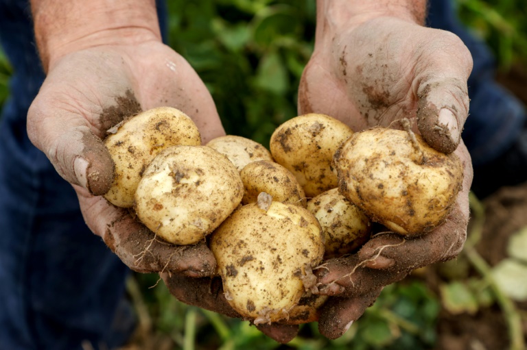 Über 63 Kilo pro Kopf: Kartoffelverbrauch in Deutschland steigt auf Rekordniveau