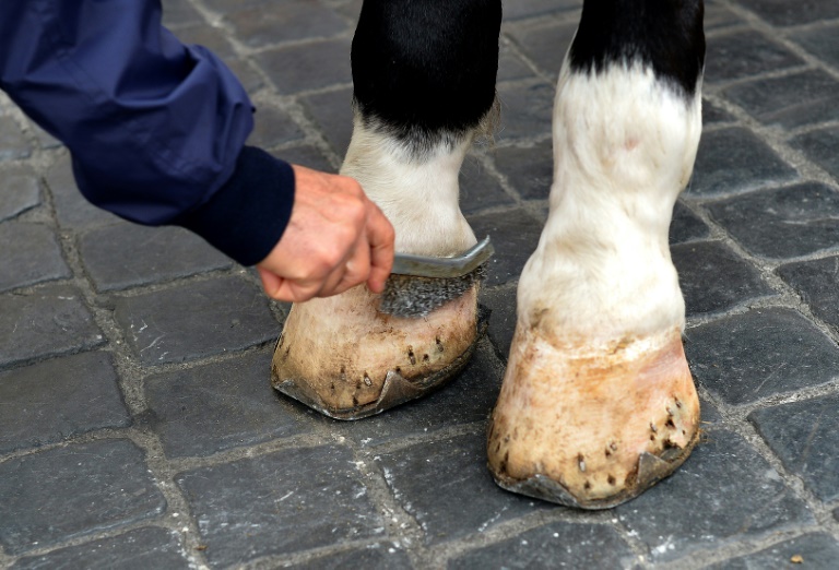 Hessischer Reitverein muss keine Behandlungskosten bei regelmäßiger Vorsorge zahlen